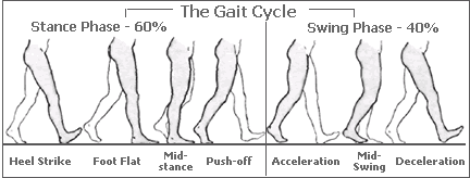 The Gait Cycle describes foot function through two phases, stance (weightbearing) and swing (non-weightbearing)
